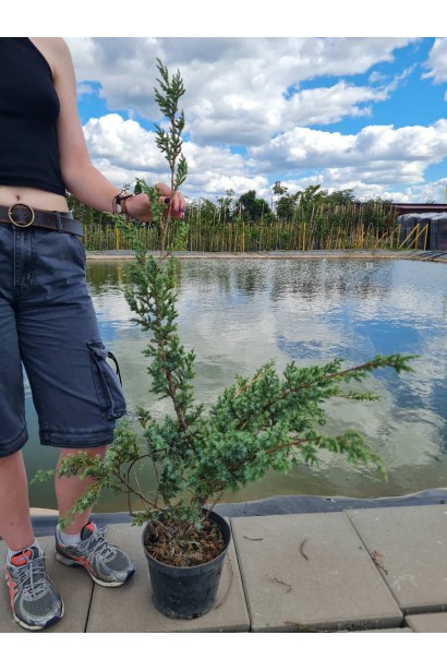 Ялівець китайський Блю Альпс - 5л/вис.60-90 см/Ø 40-60 см